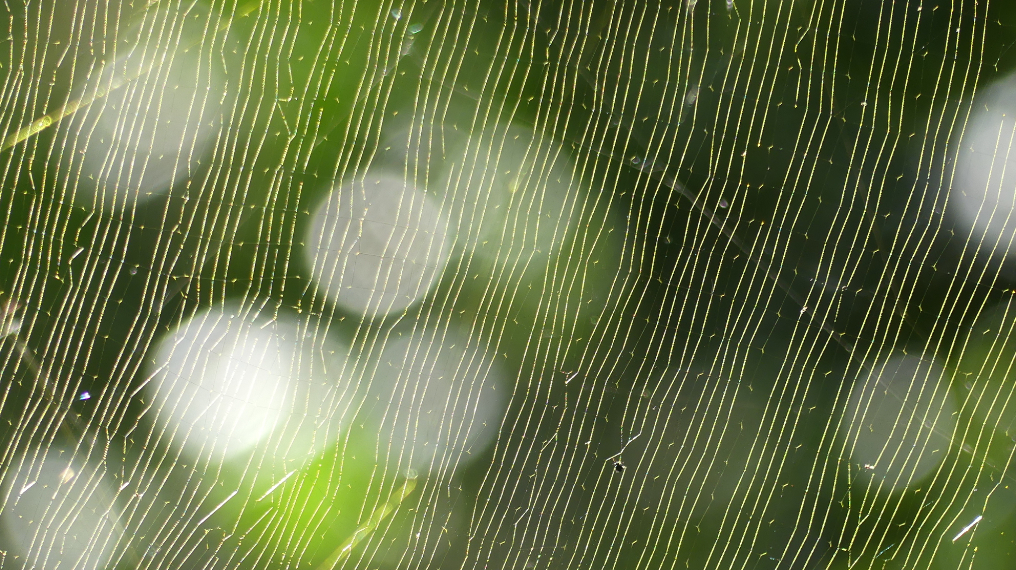 Spider web close up